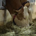 Kühe auf einer Wiese, Symbol für die Milchbauern und ihre aktuellen Herausforderungen.