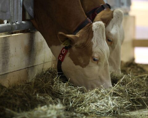 Kühe auf einer Wiese, Symbol für die Milchbauern und ihre aktuellen Herausforderungen.