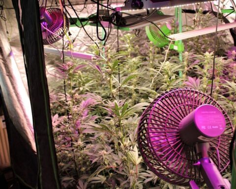 Polizei entdeckt Cannabisplantage in Wohnung: 200 Pflanzen und Anbauzubehör sichergestellt.