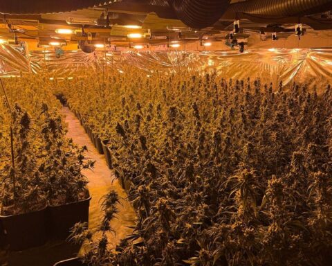 Polizei entdeckt große Cannabis-Plantage in Boizenburg: 800 Pflanzen und 32 kg Marihuana sichergestellt.