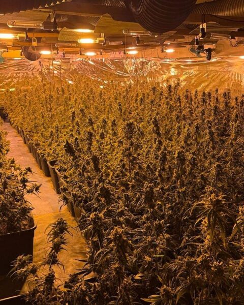 Polizei entdeckt große Cannabis-Plantage in Boizenburg: 800 Pflanzen und 32 kg Marihuana sichergestellt.