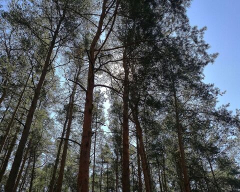 Waldbrände in Südamerika, durch Landwirtschaft und Rodung verursacht, bedrohen die Umwelt.