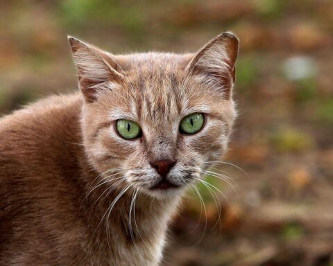 Ein gestresstes Tierheim zeigt überfüllte Käfige mit Katzen, während Menschen Verantwortung für Tiere übernehmen sollten.