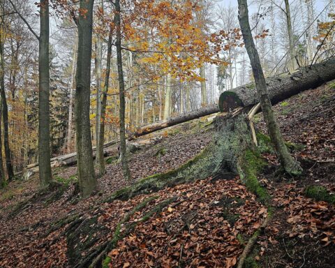 Umgesägter Baum im Wald als Symbol für Umweltschutz und politische Einflussnahme der USA.