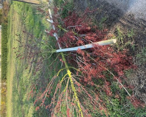 Abgesägte junge Bäume in Bochum, Symbol für Vandalismus und Verlust städtischer Grünflächen.