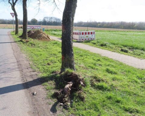 Ein umgestürzter Apfelbaum, beschädigt durch einen unbekannten Autofahrer in Ascheberg.