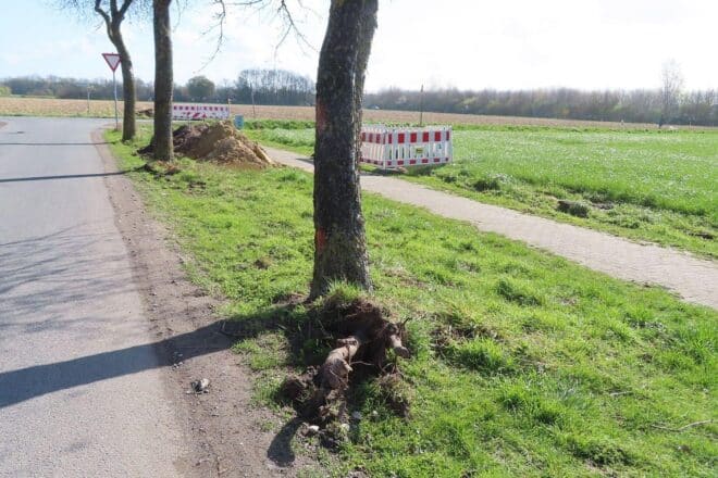 Unbekannter beschädigt Apfelbaum in Ascheberg so schwer, dass er gefällt werden muss