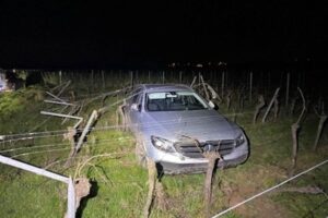 Verunfalltes Auto im Weinberg, beschädigte Rebstöcke, Polizei sucht flüchtigen Fahrer.