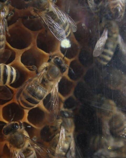 Bienen im Garten, naturnahes Gärtnern, Artenvielfalt fördern, ökologisches Paradies gestalten.