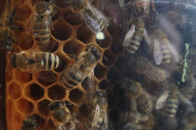 Vortrag über naturnahe Gärten im Bienenmuseum Illertissen