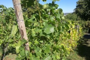 Weinstöcke in den Anbaugebieten Deutschlands, symbolisch für Ernte und Weinproduktion 2025.