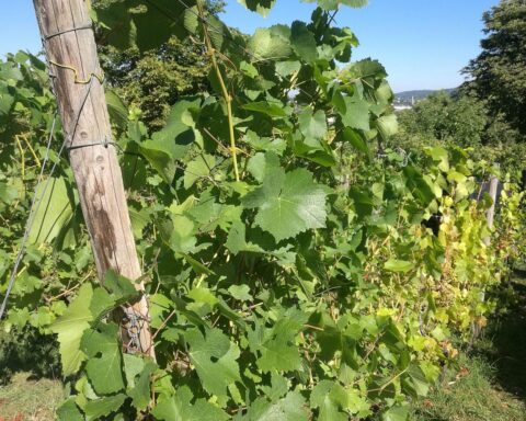 Weinstöcke in den Anbaugebieten Deutschlands, symbolisch für Ernte und Weinproduktion 2025.