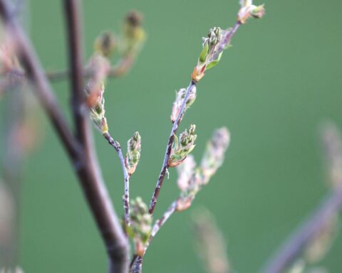 Knospe der Felsenbirne vor sonnigem, wolkenlosem Frühlingshimmel, symbolisiert milde Temperaturen in Bayern.