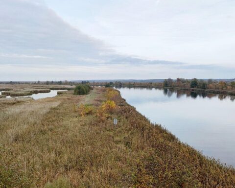 Heiterer Himmel über Brandenburg, milde Temperaturen und sanfte Naturimpressionen des Nationalparks Unteres Odertal.