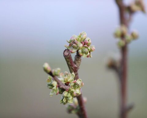 Knospen blühender Kirschbäume symbolisieren den freundlichen Tag und den bevorstehenden Frühling in Sachsen.