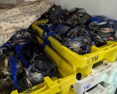 Zollbeamte beschlagnahmen lebende Krebse in Sprinter ohne erforderliche Dokumente.