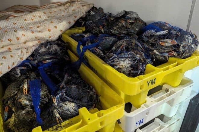 Zoll stoppt Transport von 700 Kilogramm Krebsen ohne Nachweise bei Rodgau