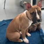 Ein ausgesetzter Hundewelpe am Zaun, Polizei sucht nach Hinweisen und Zeugen.