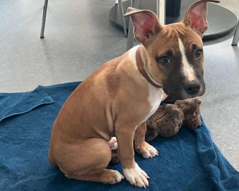 Ein ausgesetzter Hundewelpe am Zaun, Polizei sucht nach Hinweisen und Zeugen.