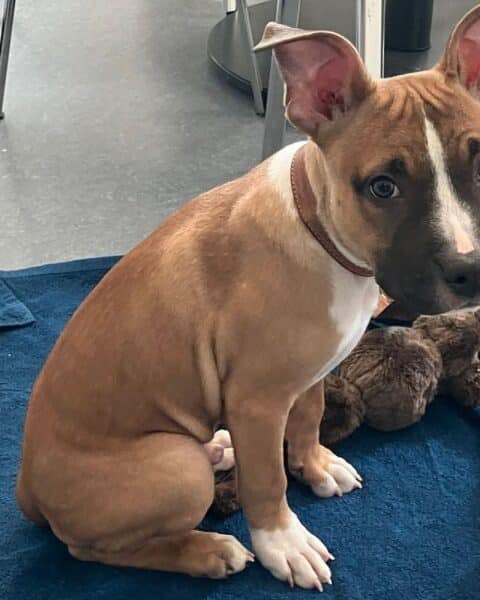 Ein ausgesetzter Hundewelpe am Zaun, Polizei sucht nach Hinweisen und Zeugen.