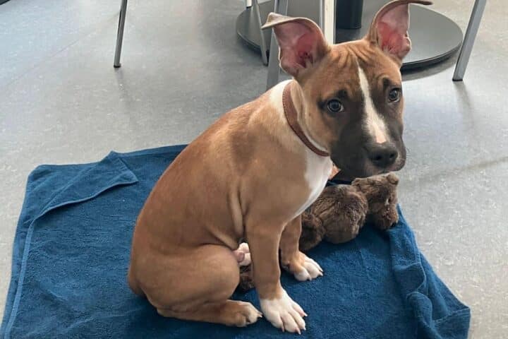 Ein ausgesetzter Hundewelpe am Zaun, Polizei sucht nach Hinweisen und Zeugen.