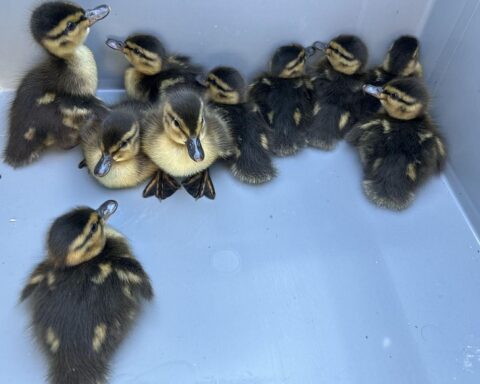 Eine Entenfamilie wird auf der Autobahn gerettet; Küken sicher in Wildtierzentrum gebracht.