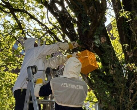 Bienenvolk wird sicher von Feuerwehr und Imker auf Spielplatz umgesiedelt. Sicherheit zuerst!
