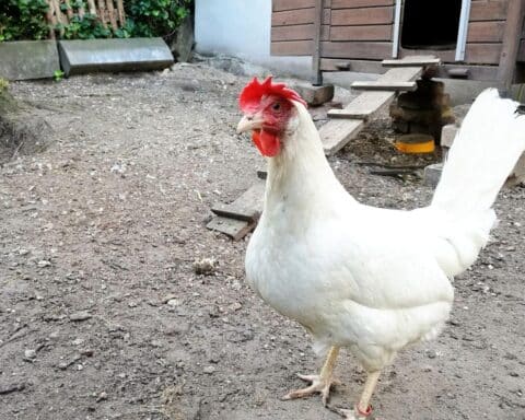 Henne in Bodenhaltung, symbolisiert Rückgang der Eierproduktion in Thüringen im Jahr 2025.