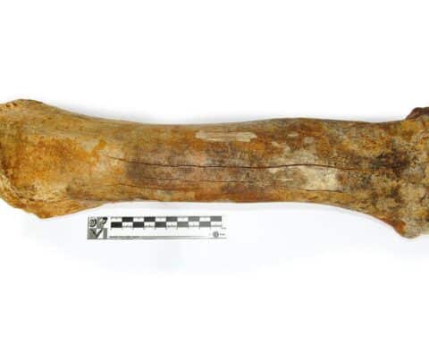 Knochen eines Steppenbison, entdeckt im Geraer Stadtwald, dokumentiert von Museum für Naturkunde.