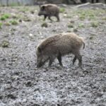 Wildschwein im Wald, Symbol für anhaltende Strahlenbelastung durch Tschernobyl, gefährdetes Wildtier.