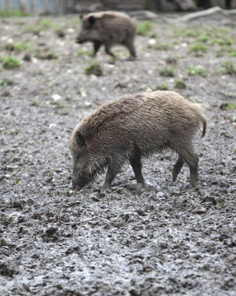 Wildschwein im Wald, Symbol für anhaltende Strahlenbelastung durch Tschernobyl, gefährdetes Wildtier.