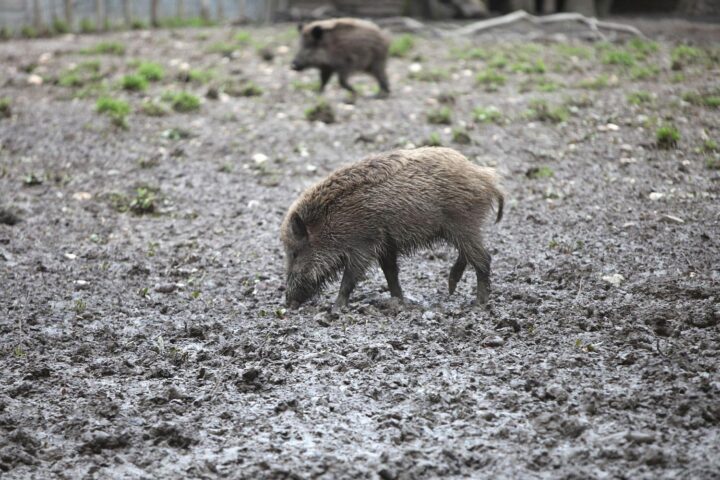 Wildschwein im Wald, Symbol für anhaltende Strahlenbelastung durch Tschernobyl, gefährdetes Wildtier.