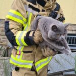 Retter befreien Katze aus Lichtschacht, glückliches Tier sicher und zurück bei Halterin.