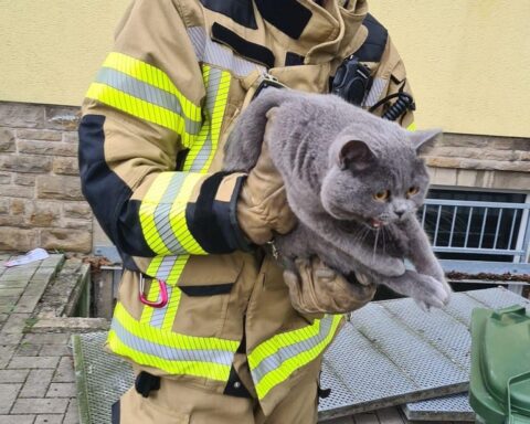 Retter befreien Katze aus Lichtschacht, glückliches Tier sicher und zurück bei Halterin.
