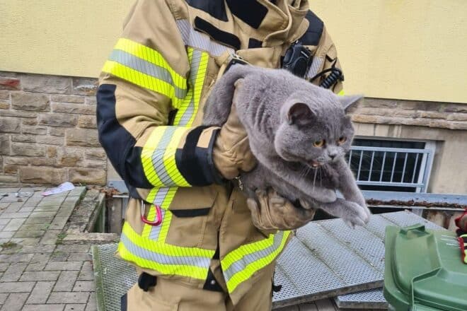 Feuerwehr befreit Katze aus Lichtschacht in Ennepetal