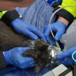 Verletzte Katze nach Balkonbrand, Feuerwehr rettet Tier und sorgt für medizinische Versorgung.