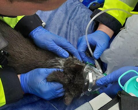 Verletzte Katze nach Balkonbrand, Feuerwehr rettet Tier und sorgt für medizinische Versorgung.