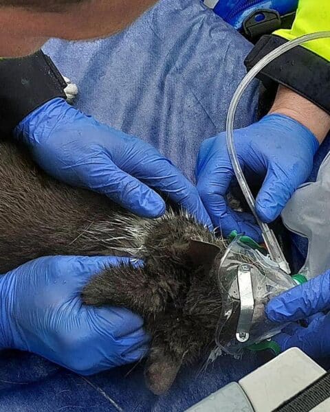 Verletzte Katze nach Balkonbrand, Feuerwehr rettet Tier und sorgt für medizinische Versorgung.