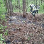 Feuerwehr löscht Vegetationsbrand im Wald, Einsatzkräfte mit Kübelspritze und Löschrucksäcken im Einsatz.