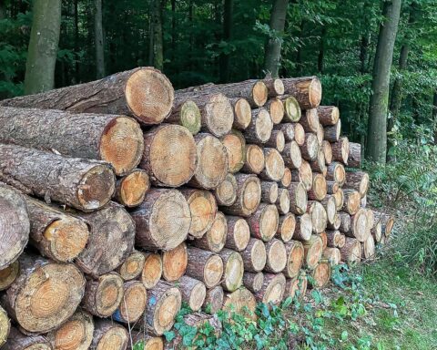 Kahl geschlagene Waldflächen mit Holzstämmen, die den Rückgang des Holzeinschlags verdeutlichen.