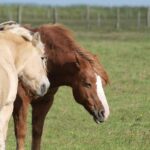 Pferde, einst Fortbewegungsmittel, heute Freizeitspaß – Anspielung auf Autos und Mobilität.