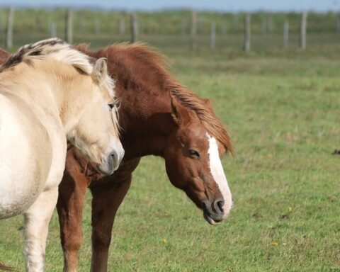 Pferde, einst Fortbewegungsmittel, heute Freizeitspaß – Anspielung auf Autos und Mobilität.