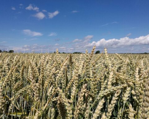 Weizenfeld, Agrarpolitik, europäische Ministerinnen betonen Ernährungssicherheit und Souveränität.