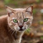 Auf dem Bild sollte eine verwilderte Katze in einer natürlichen Umgebung zu sehen sein.