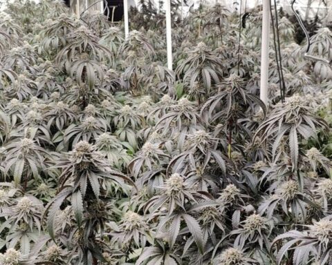 Illegale Cannabis-Plantage mit hunderten Pflanzen in Garbsen entdeckt, Polizei ermittelt.