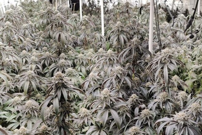 Polizei findet Indoorplantage mit Hunderten Cannabis-Pflanzen in Garbsen