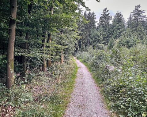 Waldweg mit blühenden Bäumen, umgeben von frischer Natur und Pollenflug hinweisend.