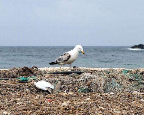 Möwe auf Müllhaufen, symbolisiert Umweltkriminalität und die Bedrohung der Natur durch illegale Entsorgung.