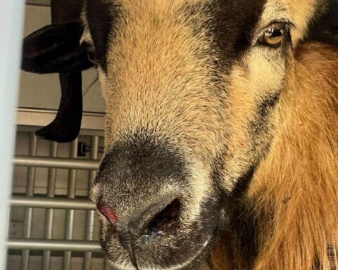 Ein Schafbock blockiert Straßenbahnschienen, Feuerwehr und Polizei sind im Einsatz.