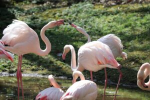 Flamingos im Chemnitzer Tierpark, Zuchtfortschritt, Abgabe an Ludwigslust, Artenschutz im Fokus.